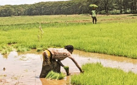 Nyagatare: Iyangirika ry’urugomero ryagize ingaruka ku bahahinzi b’umuceri