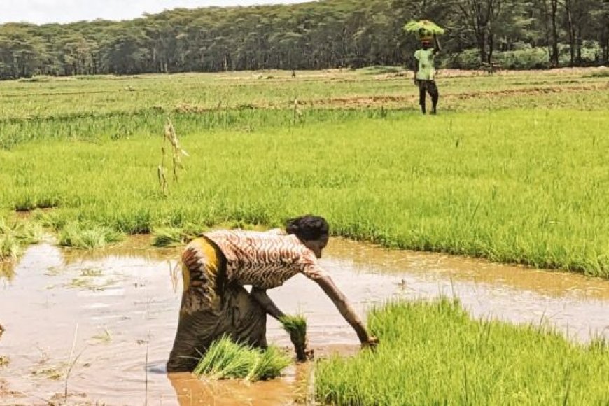 Nyagatare: Iyangirika ry’urugomero ryagize ingaruka ku bahahinzi b’umuceri