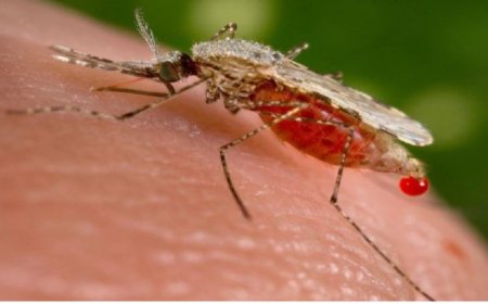 Malaria yibasiye abarenga ibibihumbi 83 mu kwezi kumwe