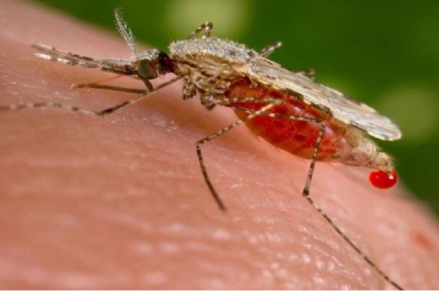 Malaria yibasiye abarenga ibibihumbi 83 mu kwezi kumwe