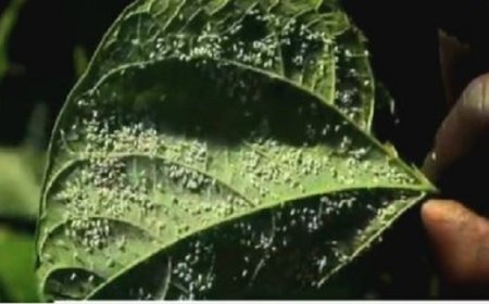 Burera: Bahangayikishijwe n’inzara y'ahazaza kubera udusimba tudasanzwe tubononera imyaka