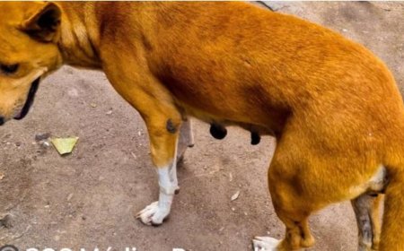 Kayanza: Abantu 19 barumwe n'imbwa babura imiti