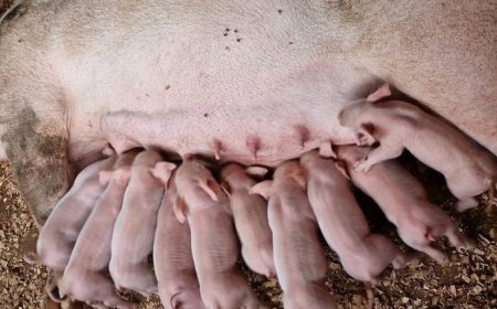 Musanze: Bahawe inka aho kuzorora bazivunjamo inkoko n’ingurube