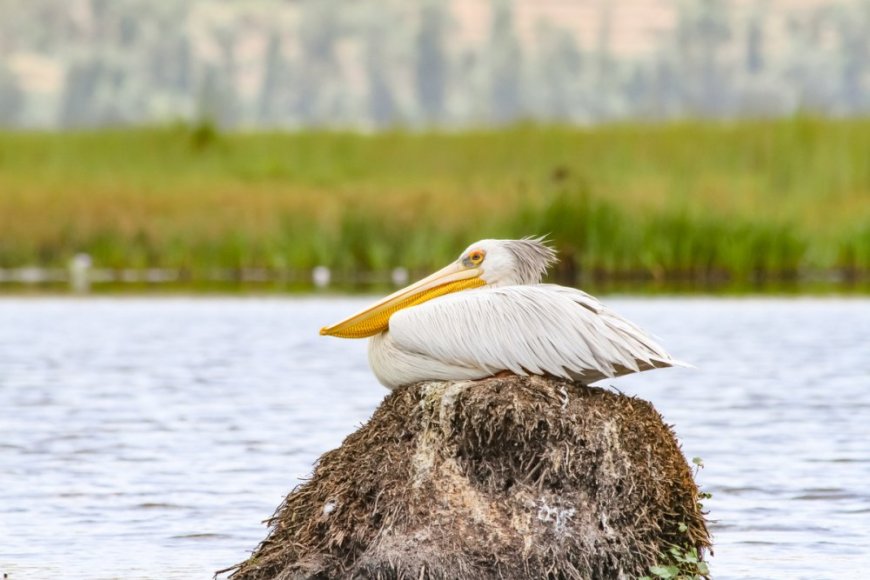 More than 400 new species have been found in Rugezi Marsh in Rwanda