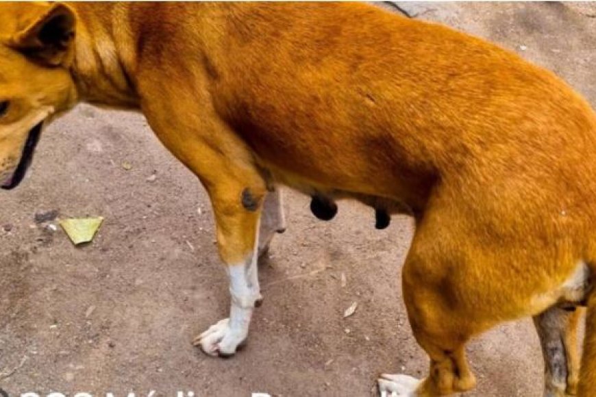 Kayanza: Abantu 19 barumwe n'imbwa babura imiti