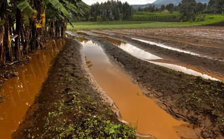 Rubavu: Abo ibiza byangirije basabye kugobokwa