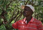 How Kenya's poisoned, thorny nightmare began as an optimistic tree-planting initiative