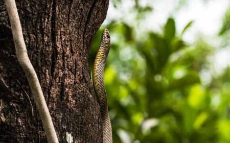 Abanyeshuri barenga 100 bariye ibiryo birimo inzoka yapfuye