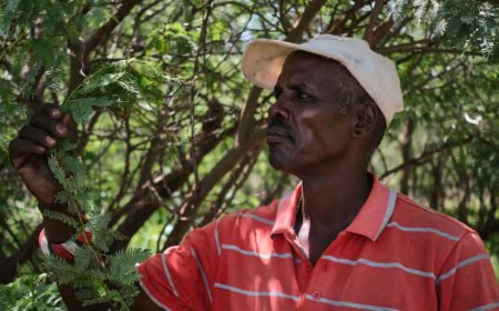 How Kenya's poisoned, thorny nightmare began as an optimistic tree-planting initiative
