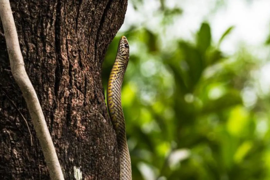 Abanyeshuri barenga 100 bariye ibiryo birimo inzoka yapfuye
