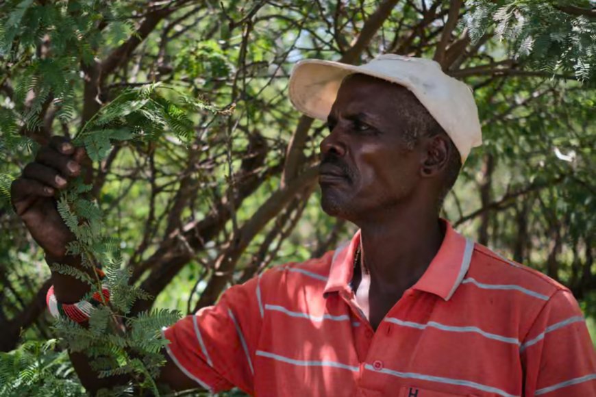 How Kenya's poisoned, thorny nightmare began as an optimistic tree-planting initiative