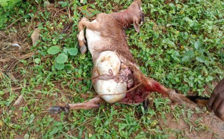 Karongi: Batewe impungenge n’imbwa z’agasozi zibarira amatungo