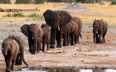 Zimbabwe: Inzovu zigiye kwicwa basaranganye inyama  zazo