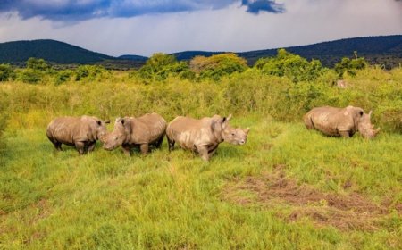 Ubukerarugendo: U Rwanda rwakiriye inkura zera 70