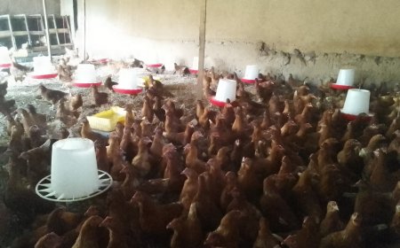 Bumbogo: Residents Disturbed by Foul Odor from Chicken Coops