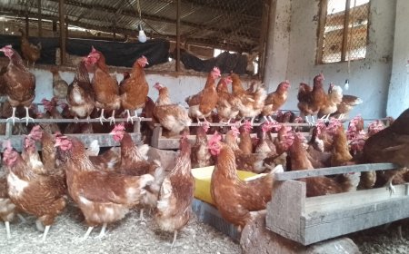 Bumbogo: Babangamiwe  n'umwuka mubi uva mu biraro by'inkoko