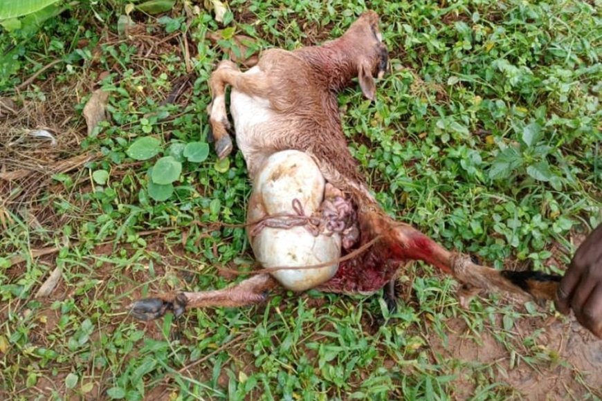 Karongi: Batewe impungenge n’imbwa z’agasozi zibarira amatungo