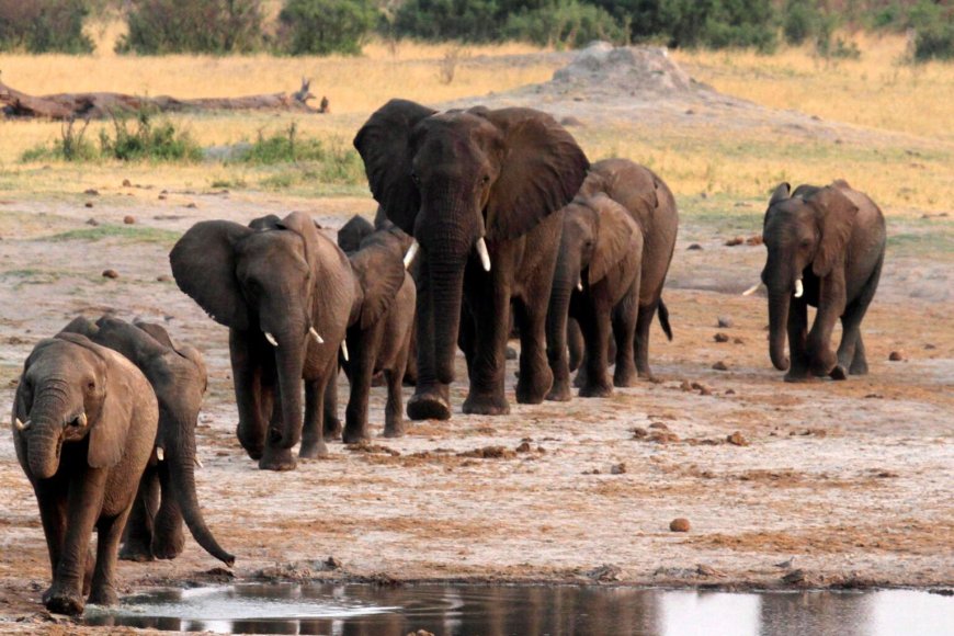 Zimbabwe: Inzovu zigiye kwicwa basaranganye inyama  zazo