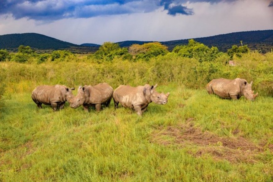 Ubukerarugendo: U Rwanda rwakiriye inkura zera 70