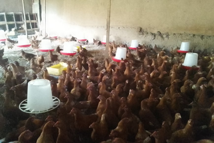 Bumbogo: Residents Disturbed by Foul Odor from Chicken Coops