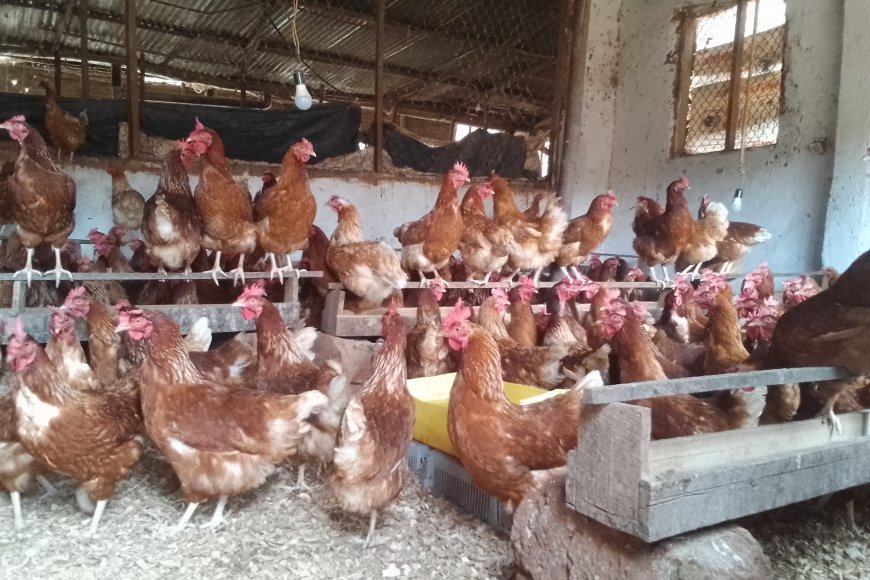 Bumbogo: Babangamiwe  n'umwuka mubi uva mu biraro by'inkoko