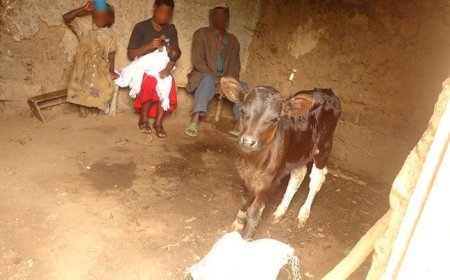 Ngoma: Ingo 310 zirarana n’amatungo