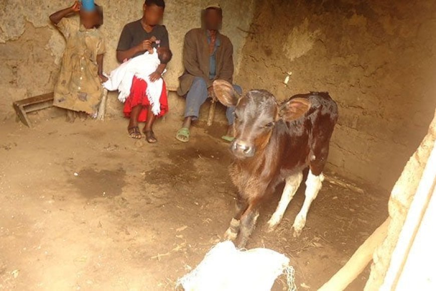 Ngoma: Ingo 310 zirarana n’amatungo