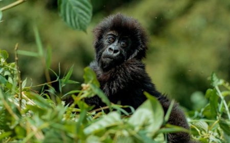 Kwita Izina 2025: U Rwanda rugiye kwita amazina abana b’ingagi 40