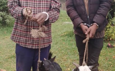 Burera: Abagabo babiri bafatiwe mu cyuho bibye ihene