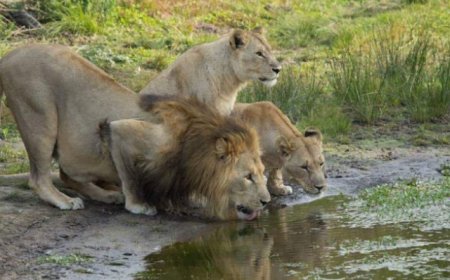 Intare ziri muri Pariki y’Akagera zimaze kugera kuri 62