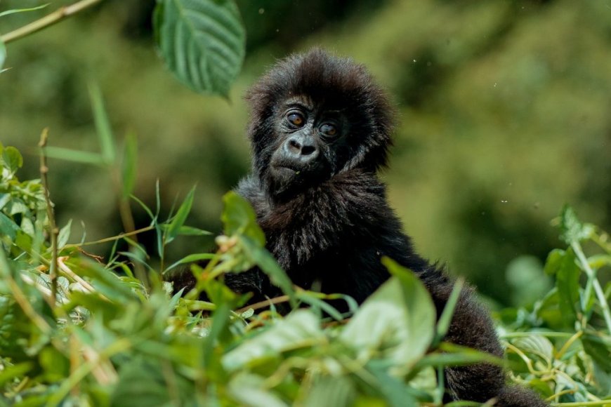 Kwita Izina 2025: 20th Edition to Name 40 Baby Gorillas This September