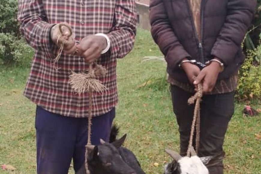 Burera: Abagabo babiri bafatiwe mu cyuho bibye ihene