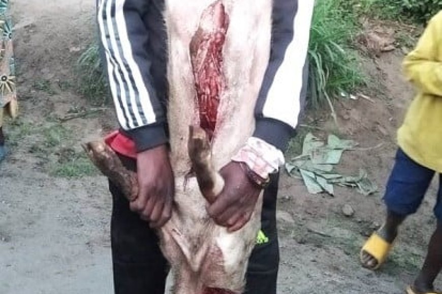 Nyamasheke: Yafunzwe azira  kubaga ingurube yibwe