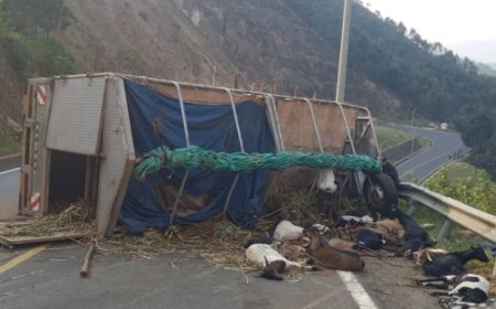 Karongi: Habereye impanuka yapfiriyemo umuntu umwe n’ihene 30