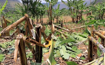 Gatsibo: Yafunzwe azira gutema insina 100 z’uwo batonganiye mu kabari