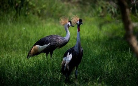 Hari gahunda yo gushyira inyamaswa muri Pariki ya Nyandungu
