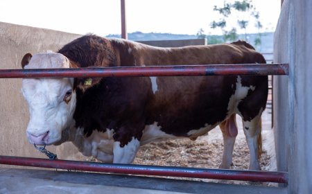 RAB igiye gutangiza umushinga w’ikoranabuhanga mu bworozi witezweho kongera umusaruro