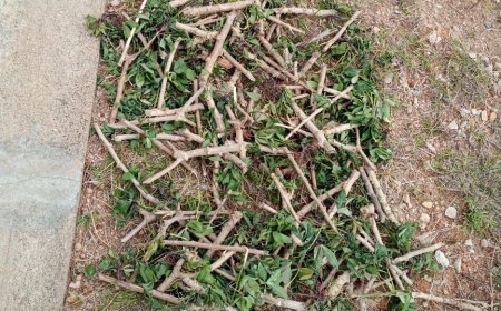 Nyanza: Umukecuru afunzwe akekwaho kurandura imyumbati y’uwo abareye mukase