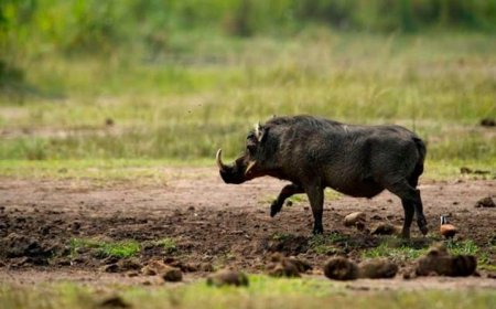 Karongi: Isatura yariye umuturage iramukomeretsa