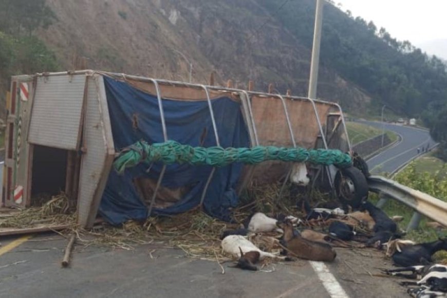 Karongi: Habereye impanuka yapfiriyemo umuntu umwe n’ihene 30