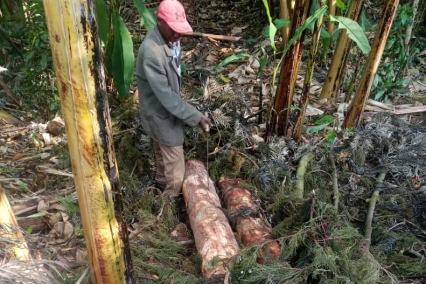 Karongi: Arashakishwa nyuma yo kujya mu murima w’ibitoki bya sewabo akabitemagura