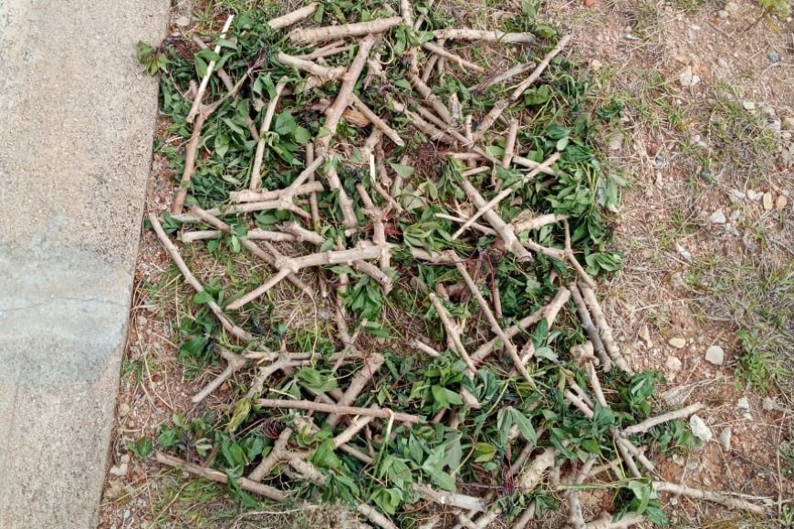 Nyanza: Umukecuru afunzwe akekwaho kurandura imyumbati y’uwo abareye mukase