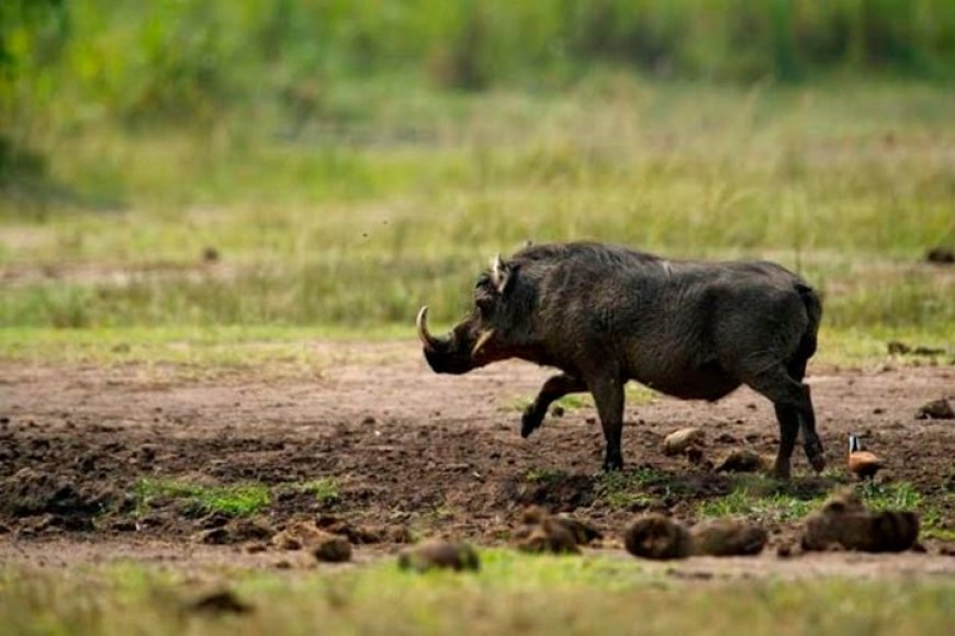Karongi: Isatura yariye umuturage iramukomeretsa