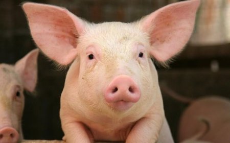 Yatanze ubuhamya  bw'ukuntu yategetswe  kugaburira Ingurube abagore babiri b’abirabura