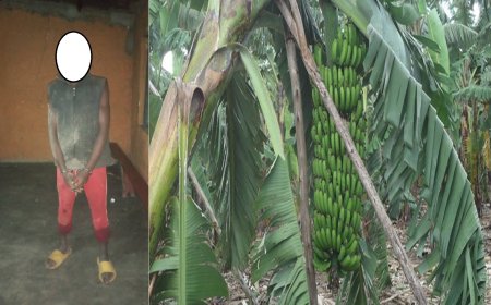 Rubavu: Afuzwe akekwaho  kwicisha umugore w’umuturanyi amukubise umutego w’igitoki