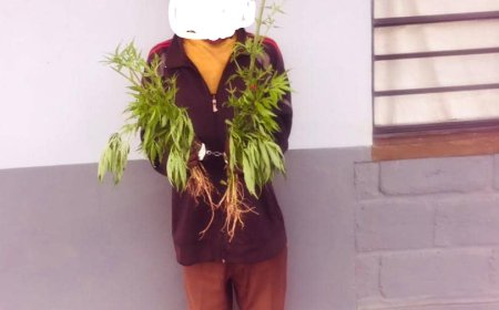 Burera: Yasanganywe ibiti 17 by’urumogi yahinganye n'ibishyimbo