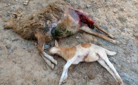 Rutsiro: Aratabaza nyuma y’aho imbwa zavuye muri pariki zimuririye intama