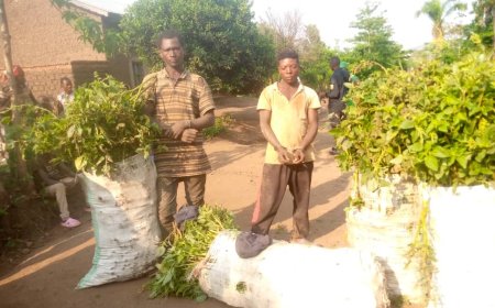 Rusizi: Babiri funzwe bazira kwahira imboga za Mudugudu ngo bazishyire Inka