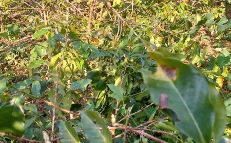 Nyamasheke: Yafunzwe akekwaho gutema ibiti bye bya kawa birenga 200