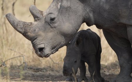 Inkura zera zazanwe mu Rwanda zatangiye kororoka